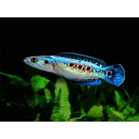 Channa Pleurophthalma 5-7cm Channa Pleurophthalma 5-7cm